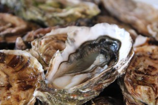 Grossiste d'huitres à Bourcefranc-le-Chapus