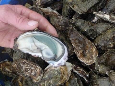 Vente et dégustation d’huîtres à Bourcefranc-le-Chapus